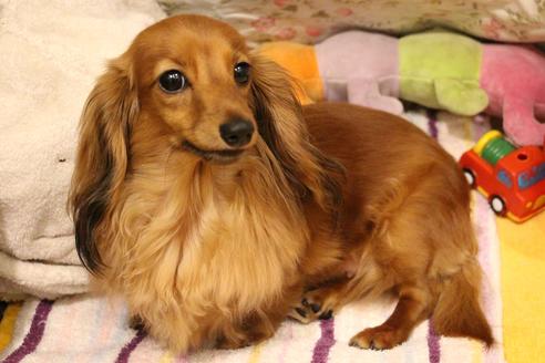販売中のカニンヘンダックスフンド(ロングヘアード)の親犬